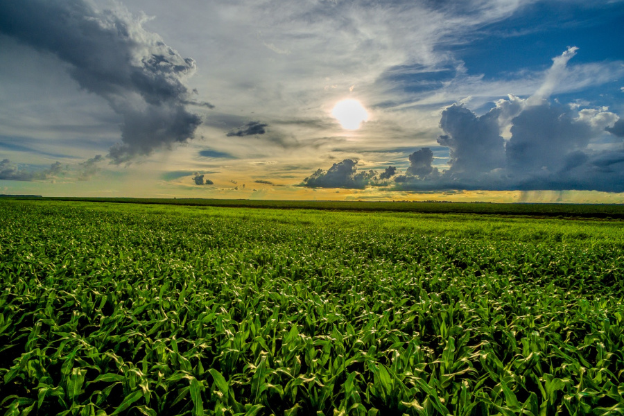 Congresso Andav 2024: Sempre Agtech leva soluções inovadoras em biológicos e apresenta nova linha de híbridos de milho