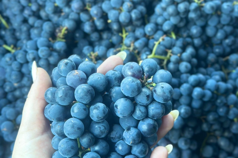 Tecnologia com liberação inteligente de boro melhora qualidade e produtividade na viticultura