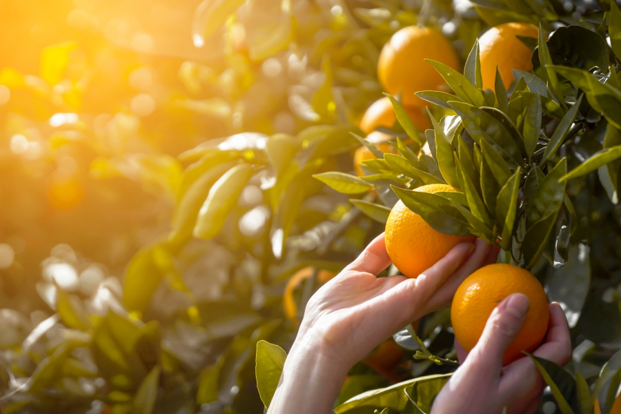 Invaio Sciences e Fundecitrus unem forças para acelerar soluções biológicas contra o greening, maior ameaça à citricultura mundial