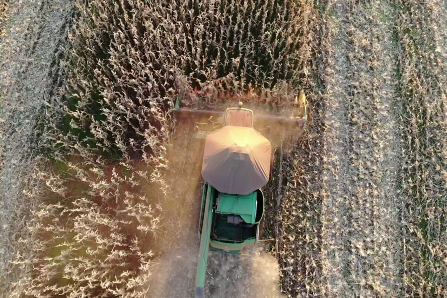 Especialistas orientam como corrigir o solo para o cultivo de milho