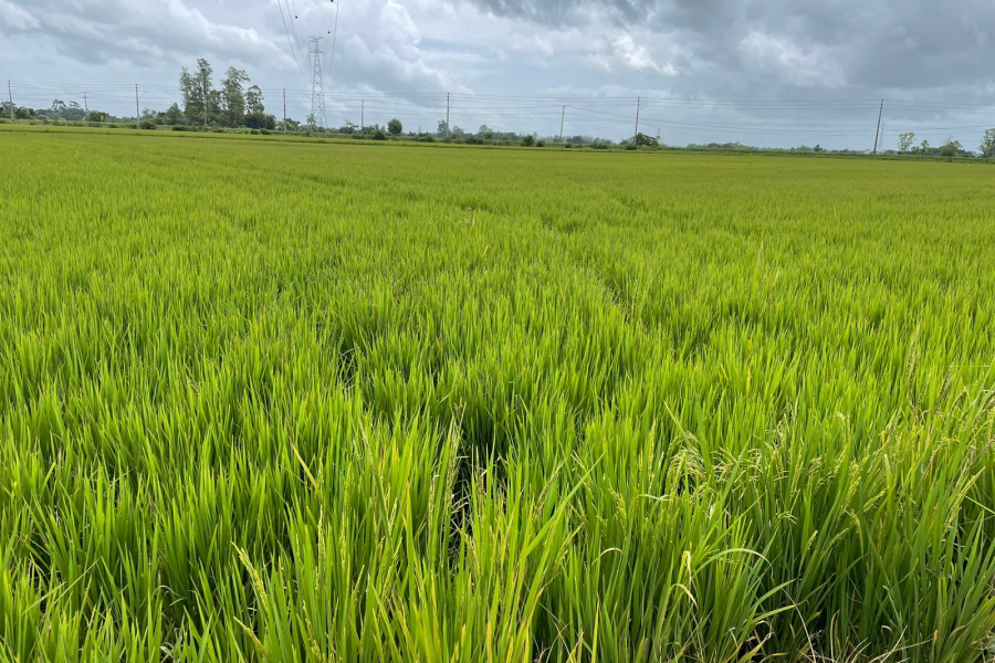 SulfaBor auxilia no aumento da produtividade do arroz irrigado