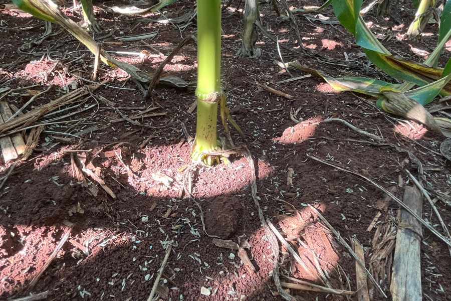 Deficiência de micronutrientes no milho verão preocupa produtores em regiões estratégicas