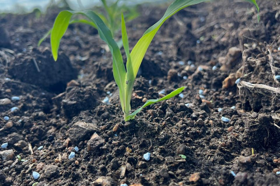 Zinco na agricultura: qual a importância desse micronutriente?